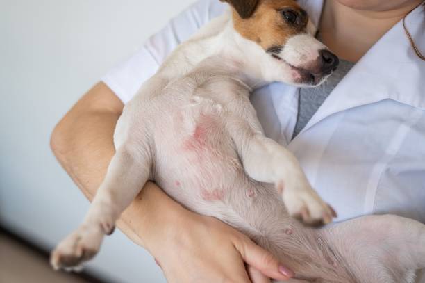 How to Track Your Pet’s Skin Recovery: Signs of Healing to Watch For