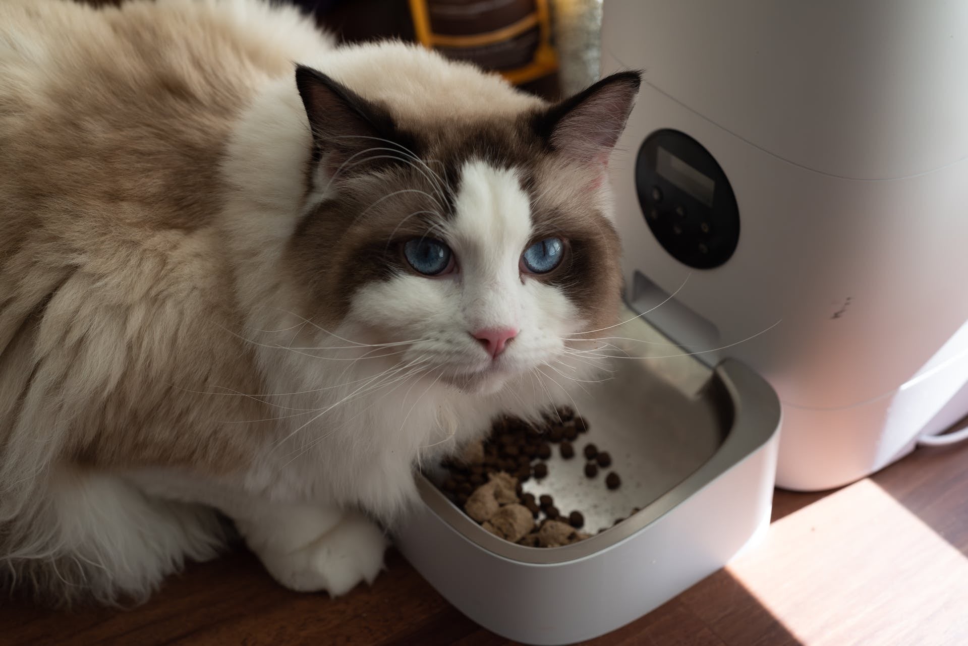 Choosing the Best Cat Treats for Feline Nutrition