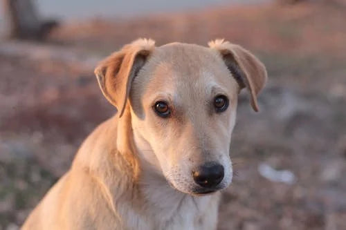 Why Does My Dog Smell? How to Identify and Prevent It?