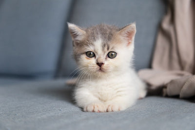 Can Kittens Eat Adult Cat Food? A Complete Guide