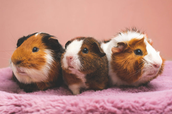 How Long Do Guinea Pigs Live? A Complete Guide to Their Lifespan