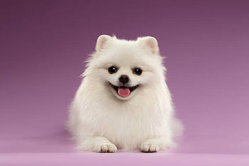 Pomeranian Dog Price in India: Know the Costs & Facts Here
