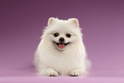 Pomeranian Dog Price in India: Know the Costs & Facts Here