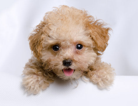 Understanding Poodle Dog Prices in India: A Comprehensive Guide