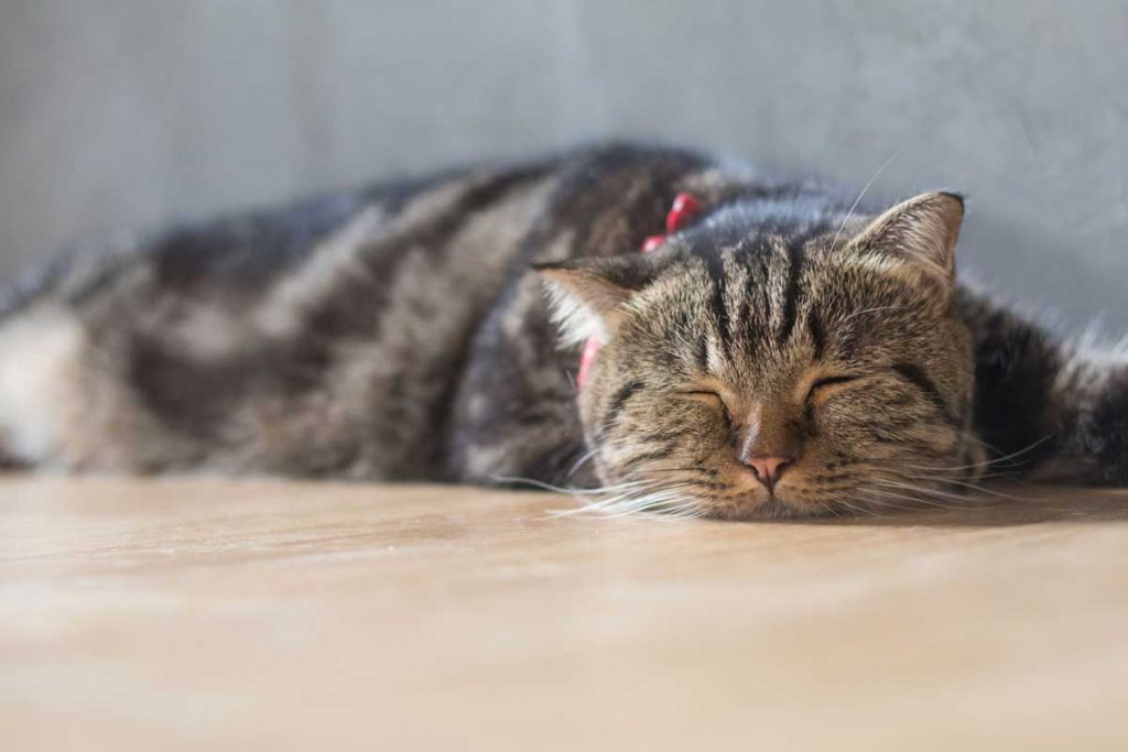 Recurring Upsets? How to Support Your Cat’s Gut Health with Supertails