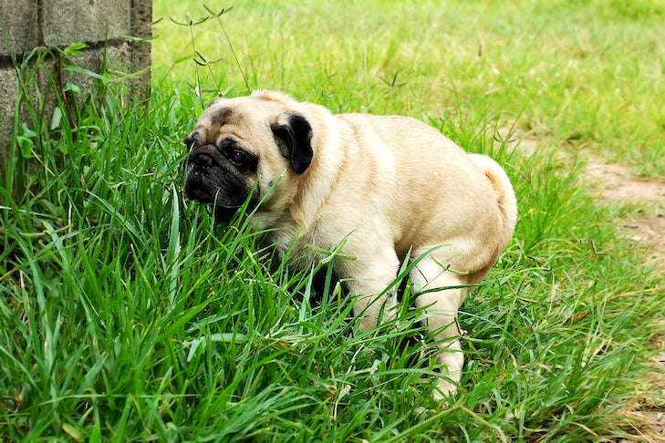 Why Is My Dog's Poop Black?