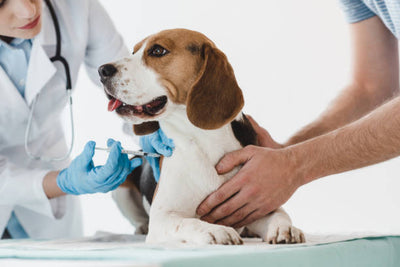 Puppy Deworming Schedule: A Complete Guide to Keeping Your Pup Healthy
