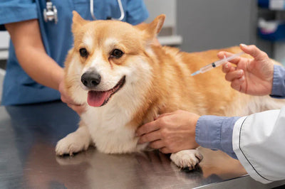 Puppy Vaccination: A Comprehensive Guide for New Parents