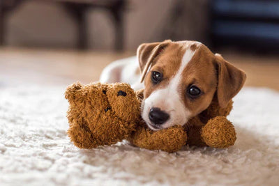 Keep Your Puppy Safe: The Essential Guide to Puppy-Proofing Your Home