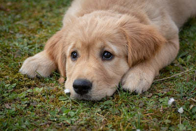 How to Handle a Puppy with a Weak Immune System