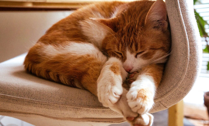 Tips on Creating a Sleep Schedule