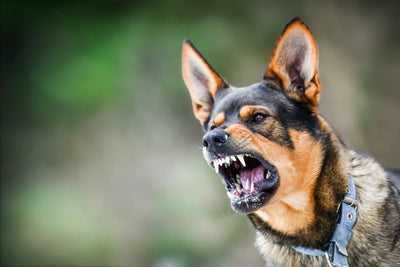 Rabies Symptoms in Dogs: Early Signs, Testing, and Prevention Explained