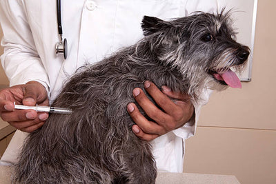 Rabies Vaccine For Dogs: The Mandatory Vaccination