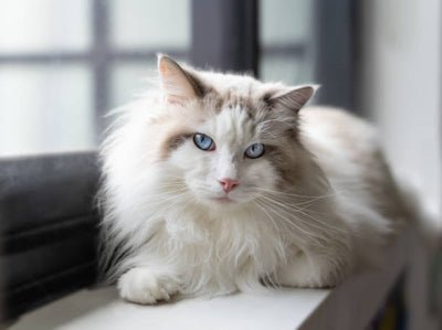 Ragdoll Cat Price: Here’s Everything You Need to Know