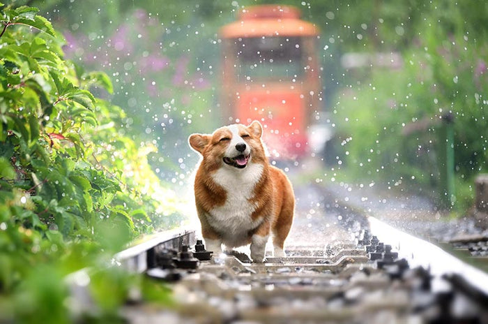 Dog watching the rain outside the car window