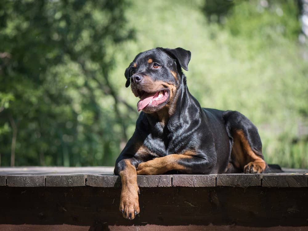Rottweiler dog lying on a wooden platform outdoors with tongue out, looking to the side against a blurred green background