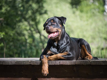 Rottweiler dog lying on a wooden platform outdoors with tongue out, looking to the side against a blurred green background