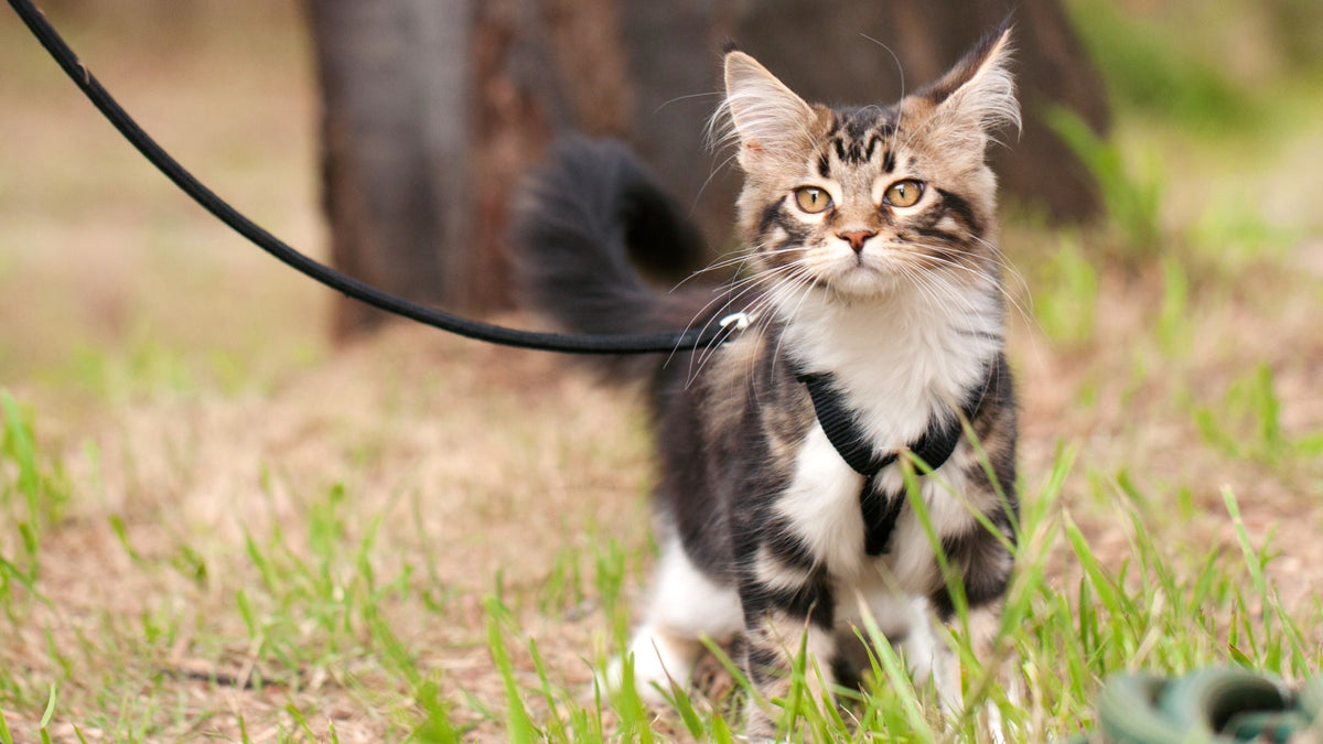 Is Your Pet Walking the Walk?