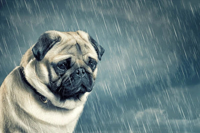 Protecting Your Pets in Monsoons: Steps to Prevent Waterborne Diseases