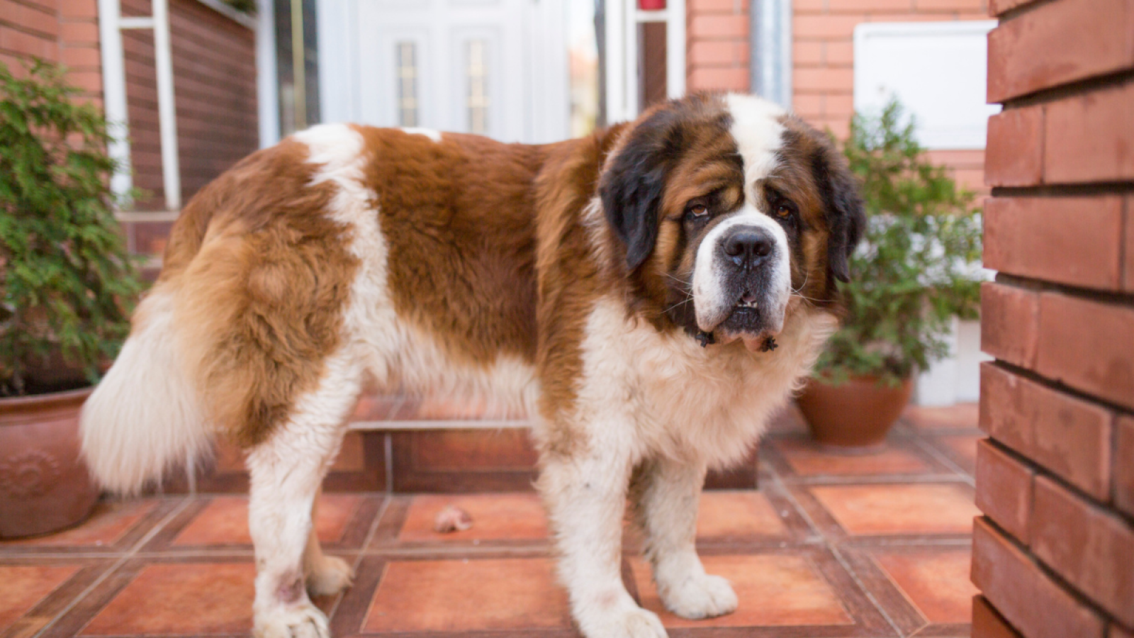 Large Breed Dogs: Health, Diet, Nutrition, and Exercise