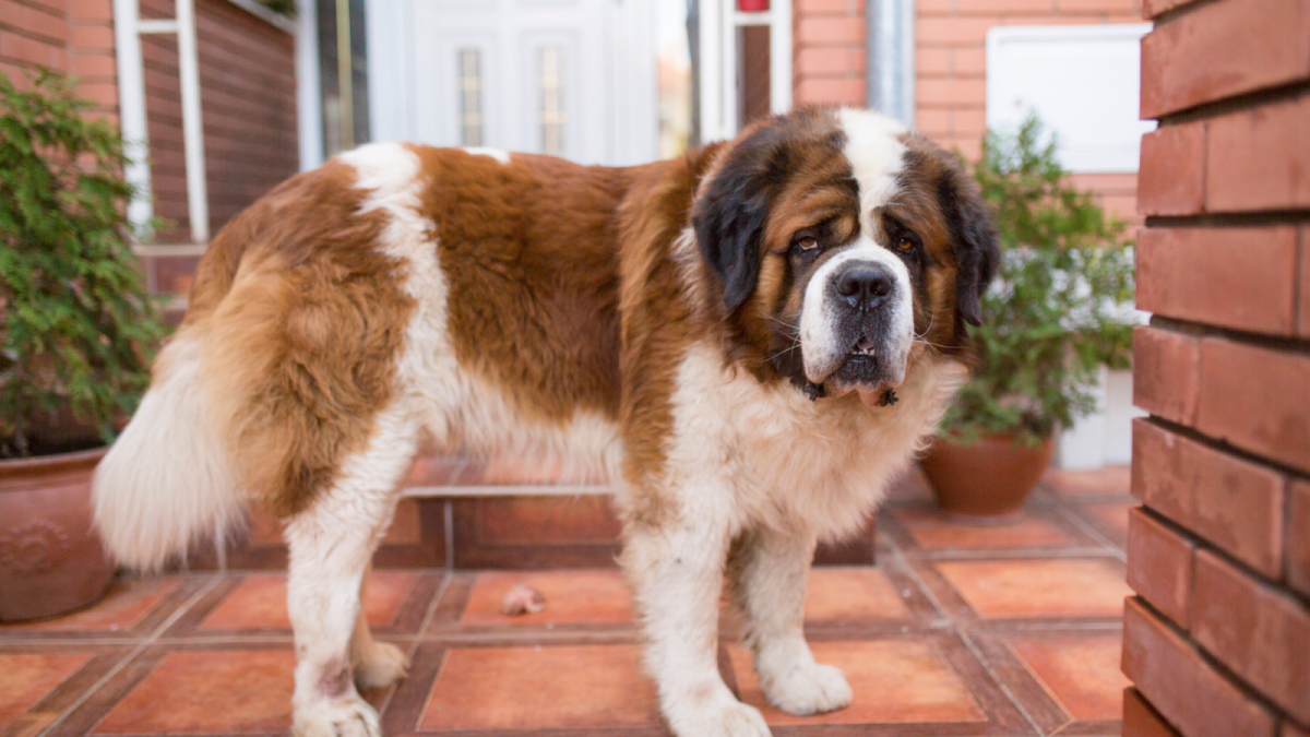 Saint Bernard Massive Hound Bernard Large Size Dog Saint Bernard Care