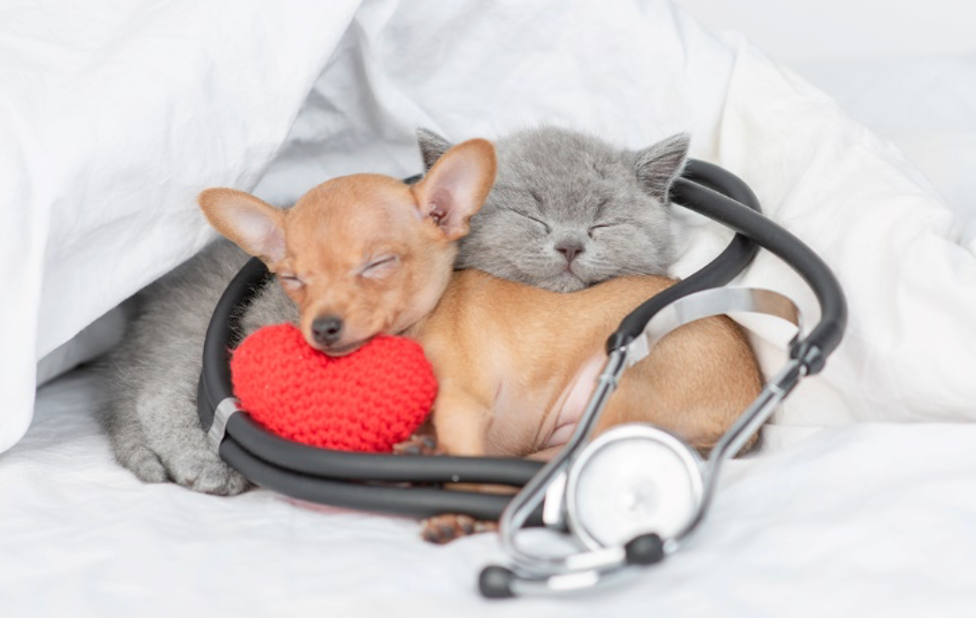 Dog and cat cuddled together and sleeping