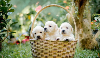 Labrador breed guide india