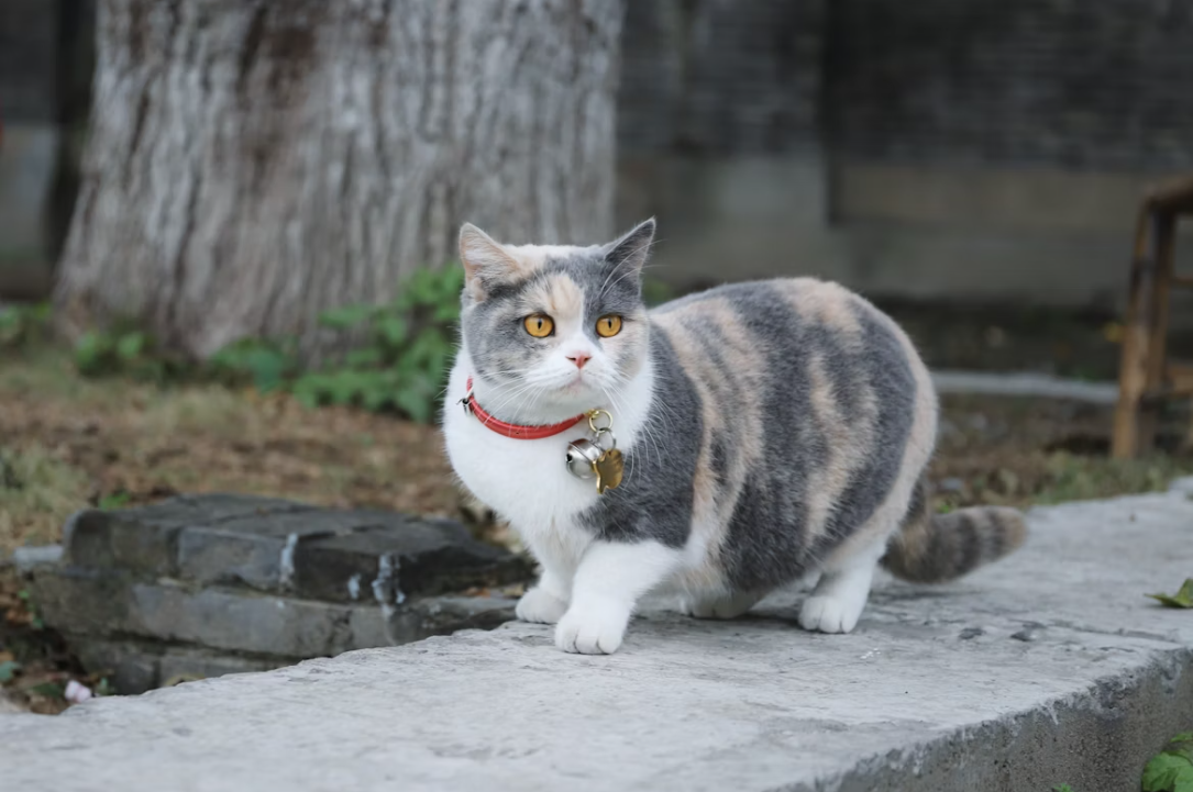 Munchkin Cat Price in India 2026: Everything You Need to Know Before Bringing One Home