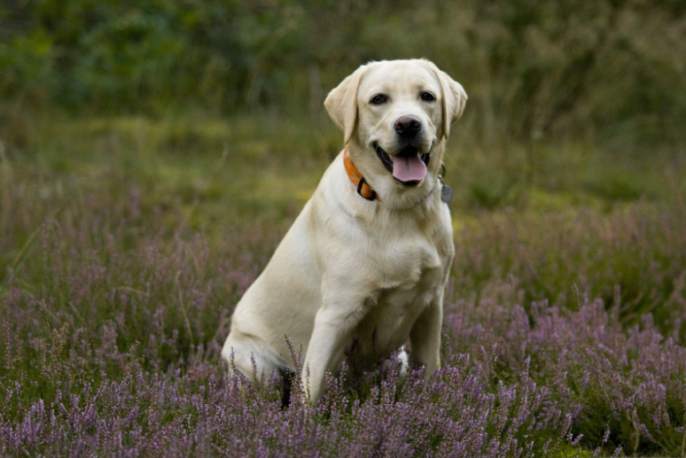 A happy yellow Labrador Retriever dog wearing an orange collar sitting in a field of purple flowers, featured for the complete Labrador breed guide for Indian pet parents.