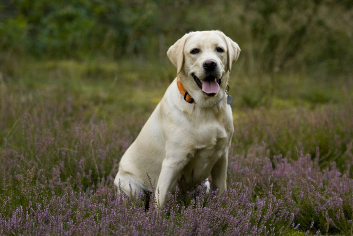 A happy yellow Labrador Retriever dog wearing an orange collar sitting in a field of purple flowers, featured for the complete Labrador breed guide for Indian pet parents.
