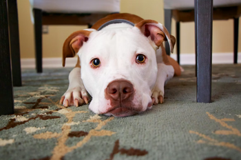 A pitbull dog