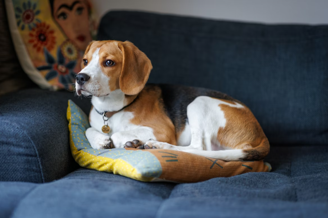 A beagle dog