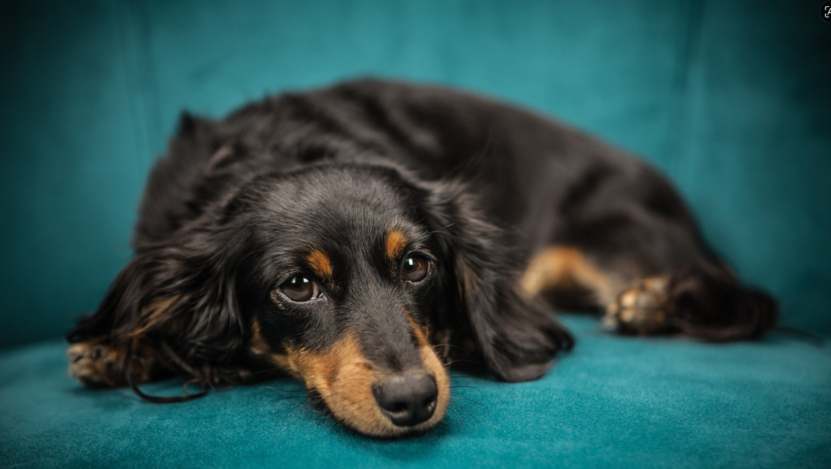 Cute black and tan puppy lying down indoors, serving as the main banner for what to bring home for a new puppy.