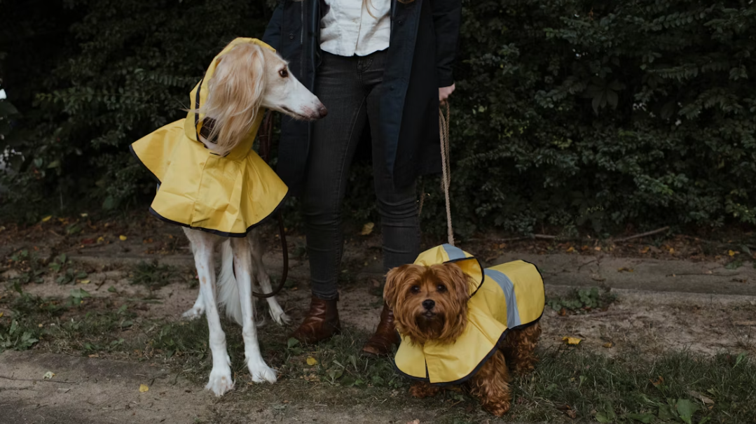 Two different sized dogs wearing yellow waterproof rain jackets, illustrating how to choose monsoon rain gear for dogs in India.