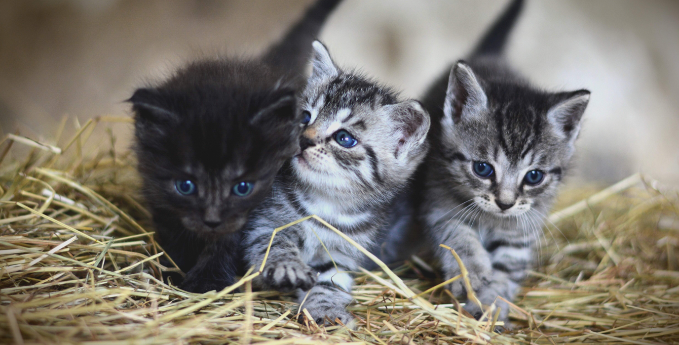 Three cute tabby and black kittens with blue eyes exploring a bed of straw, featured for a popular cat names in India 2026 guide.