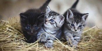Three cute tabby and black kittens with blue eyes exploring a bed of straw, featured for a popular cat names in India 2026 guide.