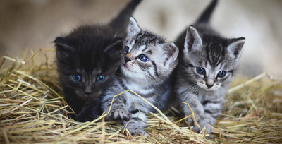 Three cute tabby and black kittens with blue eyes exploring a bed of straw, featured for a popular cat names in India 2026 guide.