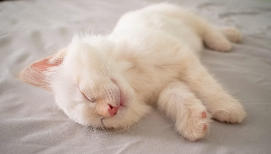 A fluffy white kitten sleeping peacefully on a grey blanket, featured for a first-time cat parents essential products checklist guide.