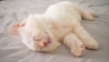 A fluffy white kitten sleeping peacefully on a grey blanket, featured for a first-time cat parents essential products checklist guide.