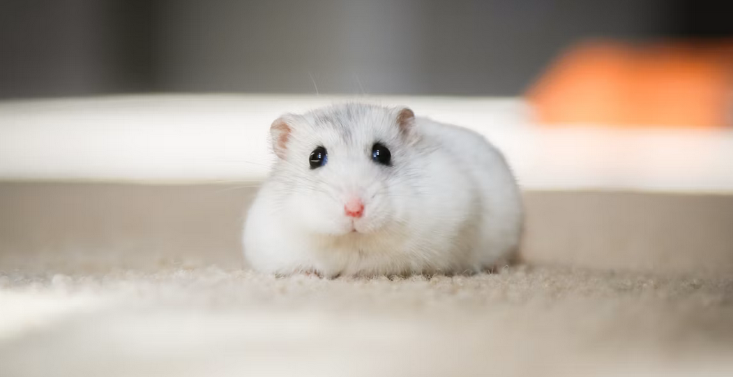 A tiny white dwarf hamster with big black eyes sitting on a light carpet, featured for a guide on hamster pet price in India.