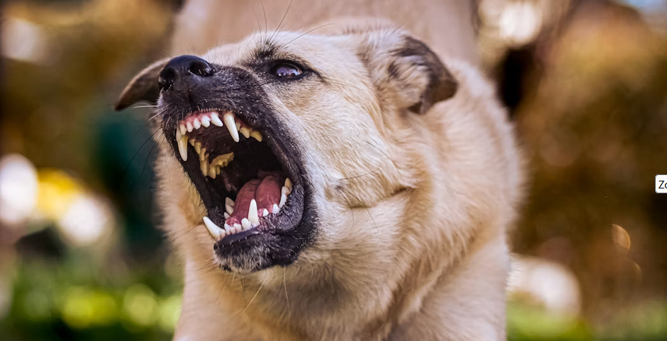 An aggressive light-colored dog snarling with its mouth wide open and teeth bared, featured for a guide on dangerous dog breeds in India 2026.