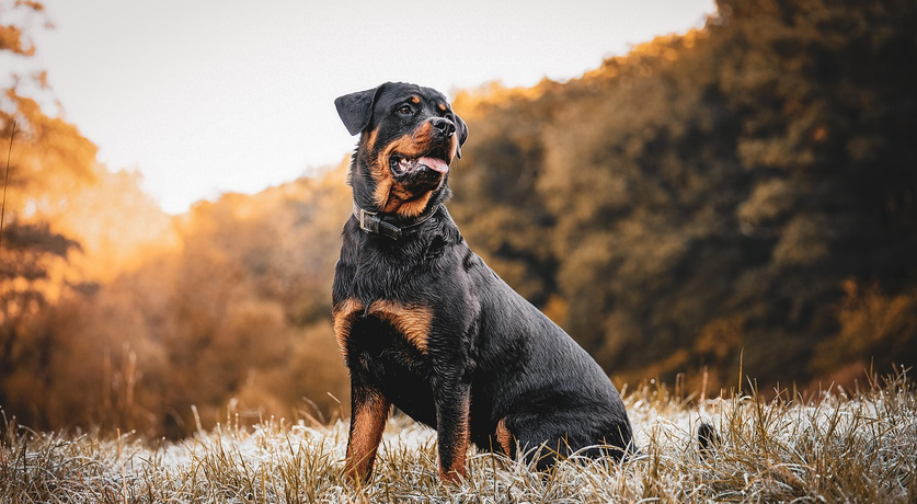A healthy black and tan Rottweiler dog sitting confidently in a field of frosted grass, featured for a guide on Rottweiler dog price in India 2026.
