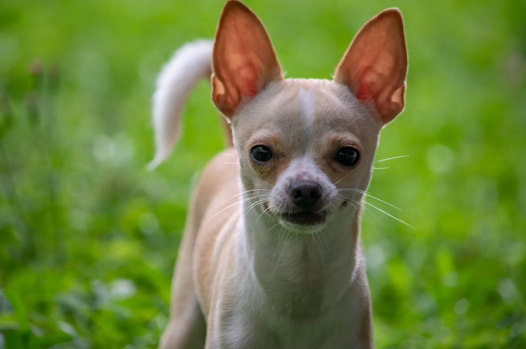 A fawn and white Chihuahua dog standing alertly with large ears erect in a green field, featured for a guide on Chihuahua dog price in India 2026.