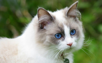 A close-up headshot of a beautiful pointed Ragdoll cat with striking blue eyes outdoors, featured for a guide on Ragdoll cat price in India 2026.