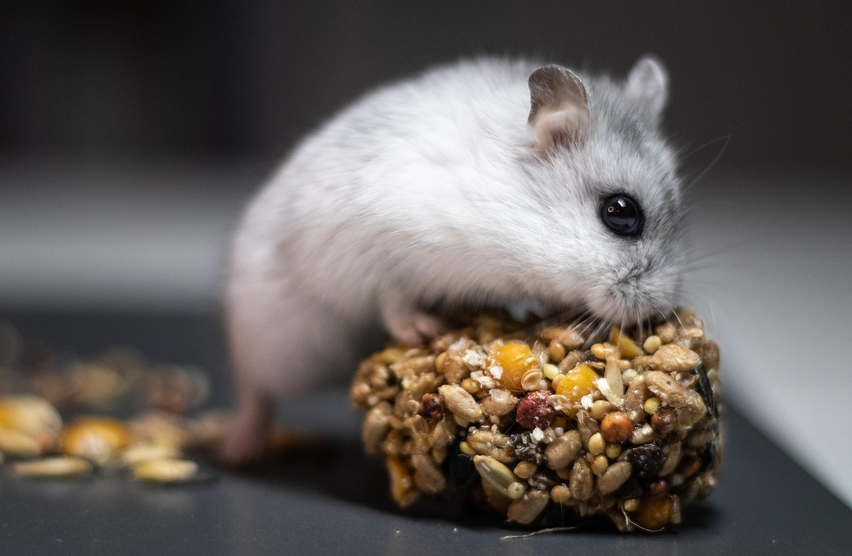 A tiny white and grey dwarf hamster nibbling on a seed treat block indoors, featured for the best hamster food guide 2026.