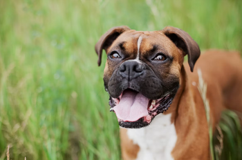 A close-up headshot of a happy fawn Boxer dog with a white chest markings smiling in a green field, featured for a guide on Boxer dog price and what to know before bringing one home.