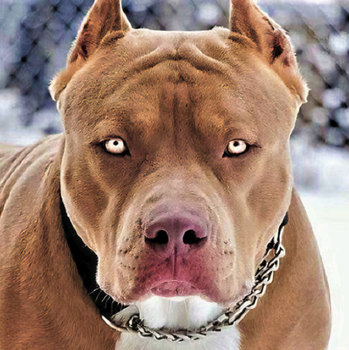 A pitbull dog