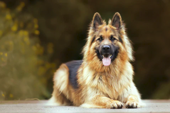 A german shepherd dog 