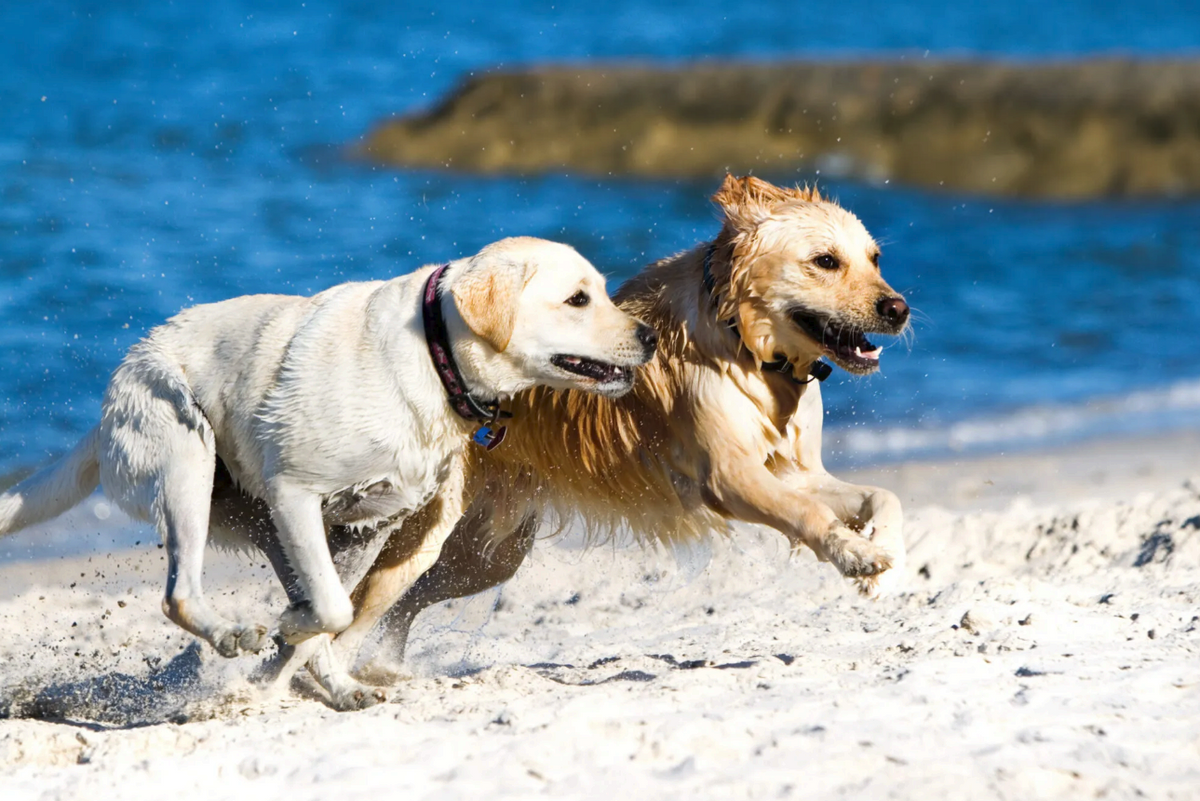A labrador and a golden retriever