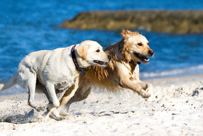 A labrador and a golden retriever